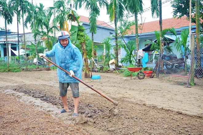 Nông dân đội mưa xuống giống hoa, vừa trồng vừa lo lụt, mất Tết - 12 Nông dân đội mưa xuống giống hoa, vừa trồng vừa lo lụt, mất Tết - 12