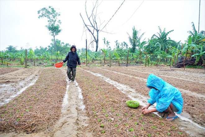 Nông dân đội mưa xuống giống hoa, vừa trồng vừa lo lụt, mất Tết - 13 Nông dân đội mưa xuống giống hoa, vừa trồng vừa lo lụt, mất Tết - 13
