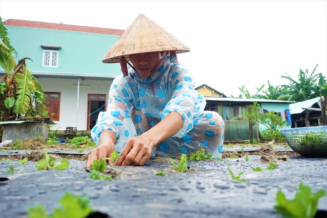 Nông dân đội mưa xuống giống hoa, vừa trồng vừa lo lụt, mất Tết - 2 Nông dân đội mưa xuống giống hoa, vừa trồng vừa lo lụt, mất Tết - 2