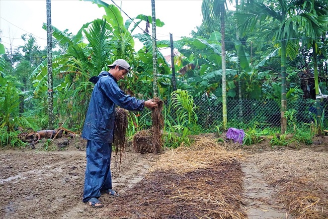 Nông dân đội mưa xuống giống hoa, vừa trồng vừa lo lụt, mất Tết - 6 Nông dân đội mưa xuống giống hoa, vừa trồng vừa lo lụt, mất Tết - 6