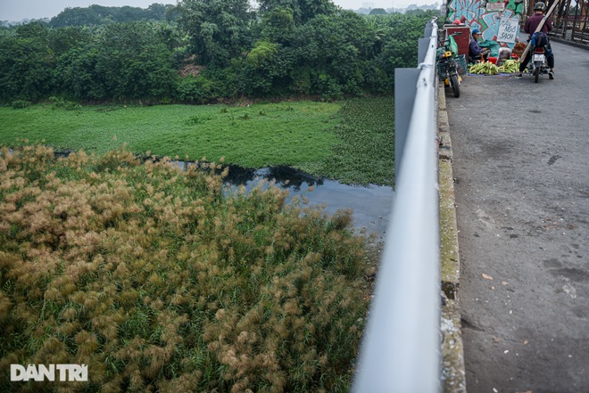 Ngất ngây cánh đồng cỏ lau bên cây cầu trăm tuổi Long Biên - 6 Ngất ngây cánh đồng cỏ lau bên cây cầu trăm tuổi Long Biên - 6