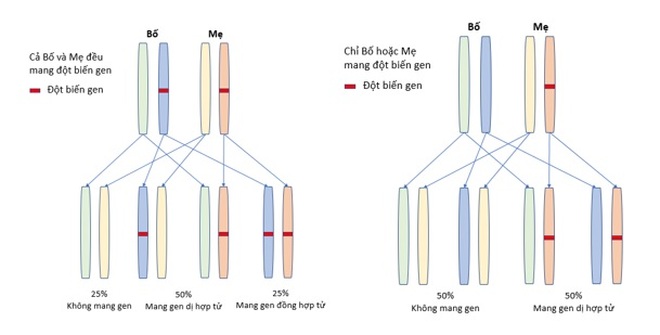 Triển khai kỹ thuật PGT-M trong sàng lọc phôi tiền làm tổ các bệnh hiếm - 4