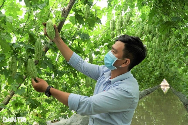 Con đường khổ qua vạn người mê giúp lão nông miền Tây sống khỏe - 4 Con đường khổ qua vạn người mê giúp lão nông miền Tây sống khỏe - 4