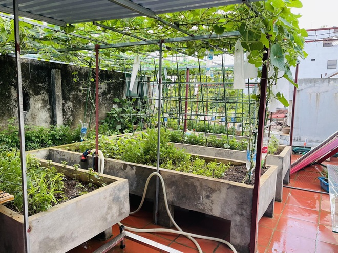 Bà mẹ ở Lào Cai vừa kinh doanh, chăm 3 con vừa làm vườn trĩu rau trái - 3