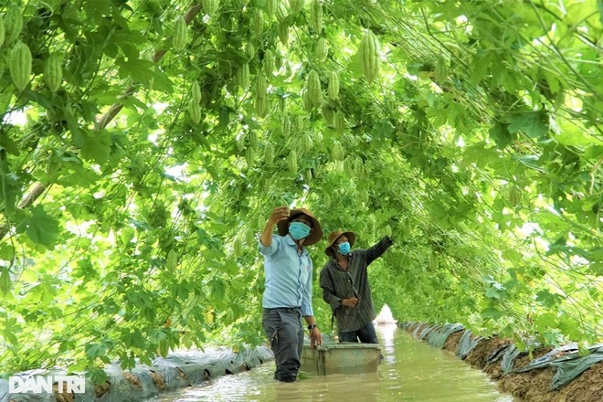 Con đường khổ qua vạn người mê giúp lão nông miền Tây sống khỏe - 2 Con đường khổ qua vạn người mê giúp lão nông miền Tây sống khỏe - 2