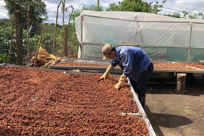 Dân vừa mừng cà phê tăng giá đã lo… mất mùa, đội chi phí - 5 Dân vừa mừng cà phê tăng giá đã lo… mất mùa, đội chi phí - 5