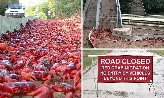 Hàng triệu cua đỏ xâm chiếm đảo lớn ở Australia - 1 Hàng triệu cua đỏ xâm chiếm đảo lớn ở Australia - 1