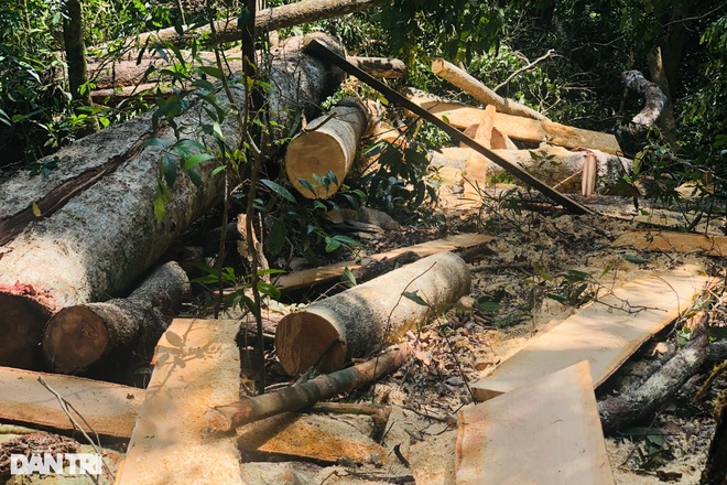 Khởi tố 2 bị can trong vụ phá rừng mà báo Dân trí phản ánh tại Gia Lai - 7