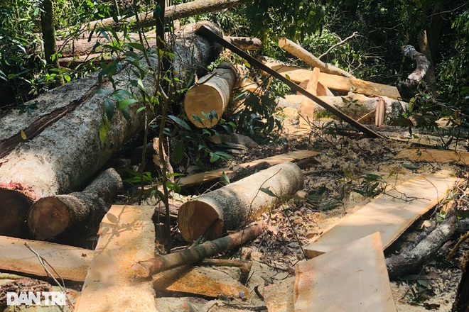 Khởi tố 2 bị can trong vụ phá rừng mà báo Dân trí phản ánh tại Gia Lai - 7 Khởi tố 2 bị can trong vụ phá rừng mà báo Dân trí phản ánh tại Gia Lai - 7