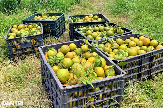 Chàng cử nhân kinh tế bỏ phố về làng trồng quýt, làm farm du lịch - 4 Chàng cử nhân kinh tế bỏ phố về làng trồng quýt, làm farm du lịch - 4