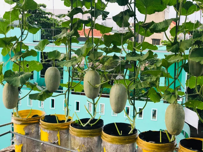 Mẹo hay: Học cách trộn giá thể trồng rau sân thượng thay cho đất - 3 Mẹo hay: Học cách trộn giá thể trồng rau sân thượng thay cho đất - 3