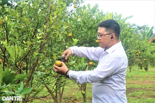 Chàng cử nhân kinh tế bỏ phố về làng trồng quýt, làm farm du lịch - 1 Chàng cử nhân kinh tế bỏ phố về làng trồng quýt, làm farm du lịch - 1