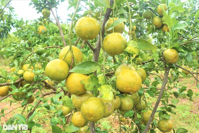 Chàng cử nhân kinh tế bỏ phố về làng trồng quýt, làm farm du lịch - 3 Chàng cử nhân kinh tế bỏ phố về làng trồng quýt, làm farm du lịch - 3