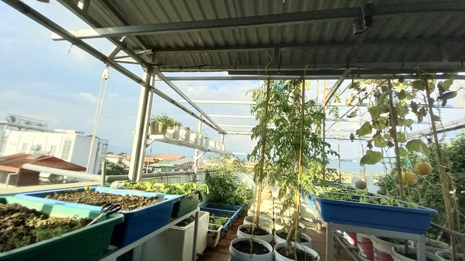 Thầy giáo vác đất lên sân thượng, làm vườn rau trái sum suê ở Điện Biên - 5