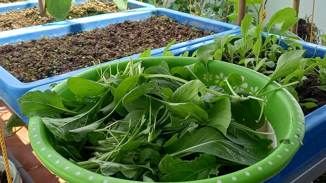 Thầy giáo vác đất lên sân thượng, làm vườn rau trái sum suê ở Điện Biên - 11