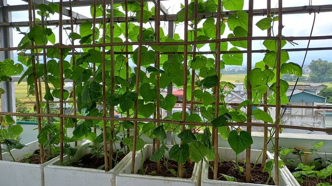 Thầy giáo vác đất lên sân thượng, làm vườn rau trái sum suê ở Điện Biên - 12