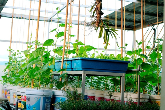Thầy giáo vác đất lên sân thượng, làm vườn rau trái sum suê ở Điện Biên - 1