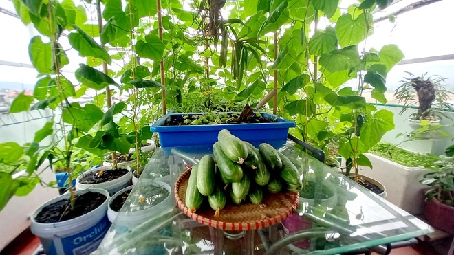 Thầy giáo vác đất lên sân thượng, làm vườn rau trái sum suê ở Điện Biên - 4 Thầy giáo vác đất lên sân thượng, làm vườn rau trái sum suê ở Điện Biên - 4