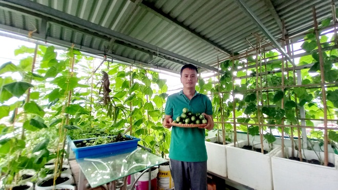 Thầy giáo vác đất lên sân thượng, làm vườn rau trái sum suê ở Điện Biên - 9 Thầy giáo vác đất lên sân thượng, làm vườn rau trái sum suê ở Điện Biên - 9