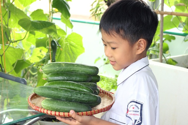 Thầy giáo vác đất lên sân thượng, làm vườn rau trái sum suê ở Điện Biên - 13 Thầy giáo vác đất lên sân thượng, làm vườn rau trái sum suê ở Điện Biên - 13