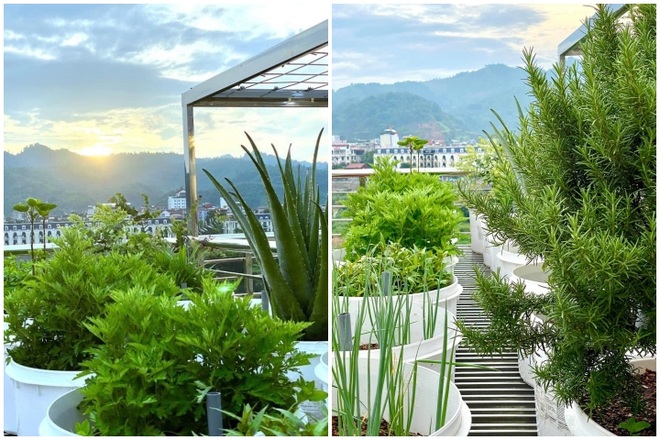 Mẹo hay: Học cách trộn giá thể trồng rau sân thượng thay cho đất - 2 Mẹo hay: Học cách trộn giá thể trồng rau sân thượng thay cho đất - 2