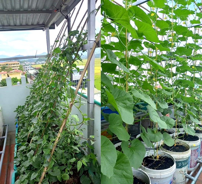Thầy giáo vác đất lên sân thượng, làm vườn rau trái sum suê ở Điện Biên - 7
