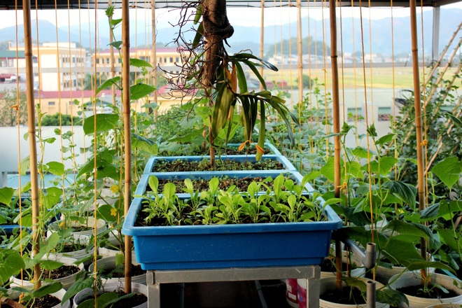Thầy giáo vác đất lên sân thượng, làm vườn rau trái sum suê ở Điện Biên - 10 Thầy giáo vác đất lên sân thượng, làm vườn rau trái sum suê ở Điện Biên - 10