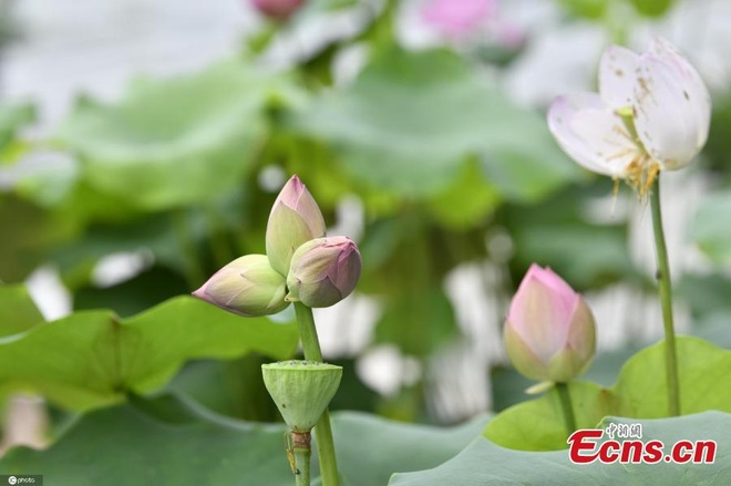Sửng sốt bông hoa sen sinh ba cực hiếm trên thế giới - 2 Sửng sốt bông hoa sen sinh ba cực hiếm trên thế giới - 2