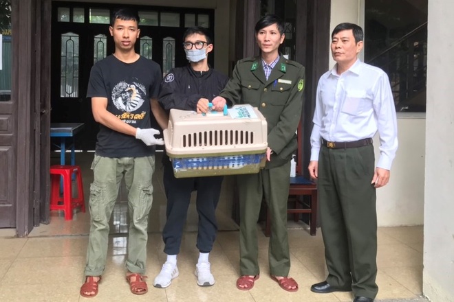 Mèo rừng quý hiếm bị thương nằm ven đường - 4 Mèo rừng quý hiếm bị thương nằm ven đường - 4