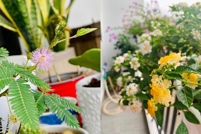 Mẹ đảm Hải Phòng đưa quê về phố, làm vườn hoa thơ mộng trên nóc nhà - 7 Mẹ đảm Hải Phòng đưa quê về phố, làm vườn hoa thơ mộng trên nóc nhà - 7