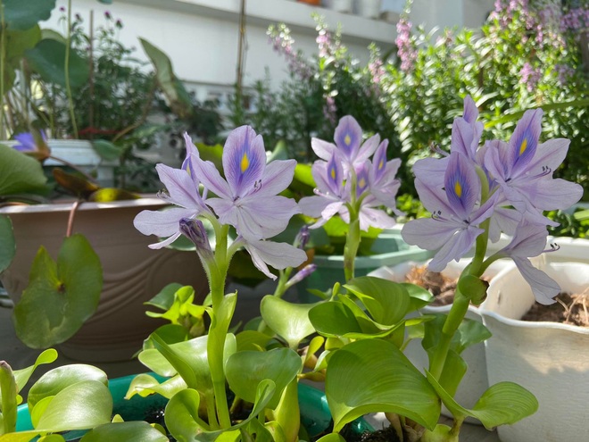 Mẹ đảm Hải Phòng đưa quê về phố, làm vườn hoa thơ mộng trên nóc nhà - 6 Mẹ đảm Hải Phòng đưa quê về phố, làm vườn hoa thơ mộng trên nóc nhà - 6
