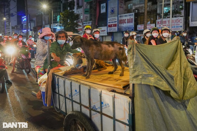 Hai vợ chồng già cùng 3 chú chó sống lang thang, lượm ve chai mưu sinh - 1 Hai vợ chồng già cùng 3 chú chó sống lang thang, lượm ve chai mưu sinh - 1