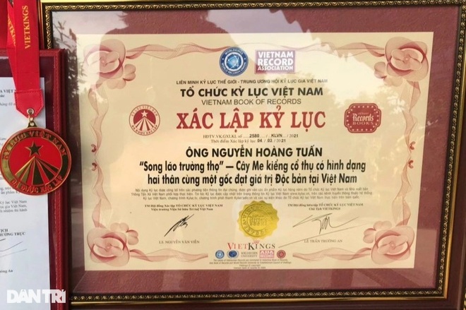 Cận cảnh cây me khủng 200 tuổi, đạt kỷ lục Việt Nam ở Sa Đéc - 3
