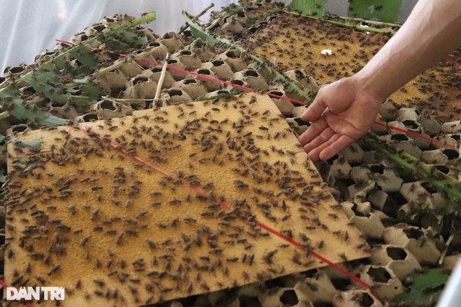Chàng thanh niên Jrai thành công với nghề nuôi dế ở xã nghèo - 3 Chàng thanh niên Jrai thành công với nghề nuôi dế ở xã nghèo - 3
