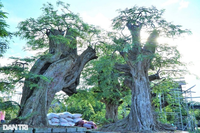 Cận cảnh cây me khủng 200 tuổi, đạt kỷ lục Việt Nam ở Sa Đéc - 4