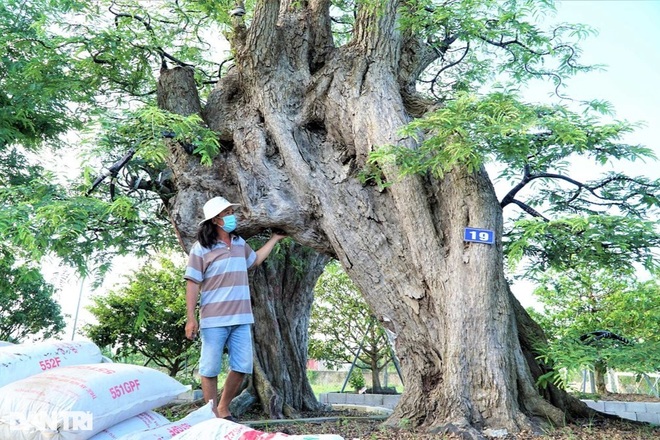 Cận cảnh cây me khủng 200 tuổi, đạt kỷ lục Việt Nam ở Sa Đéc - 1