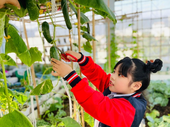 Mẹ đảm Quảng Ninh bê cả trăm bao đất lên sân thượng làm vườn như nông trại - 10 Mẹ đảm Quảng Ninh bê cả trăm bao đất lên sân thượng làm vườn như nông trại - 10