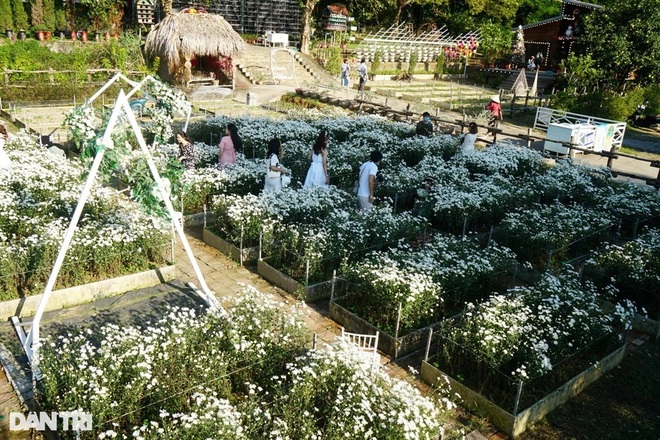 Giới trẻ thỏa sức sống ảo cùng loài hoa báo đông - 3 Giới trẻ thỏa sức sống ảo cùng loài hoa báo đông - 3