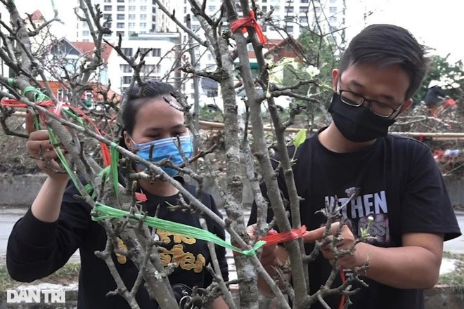 Đào, lê, mận rừng xuống núi phục vụ người dân Thủ đô chơi Tết sớm - 6 Đào, lê, mận rừng xuống núi phục vụ người dân Thủ đô chơi Tết sớm - 6