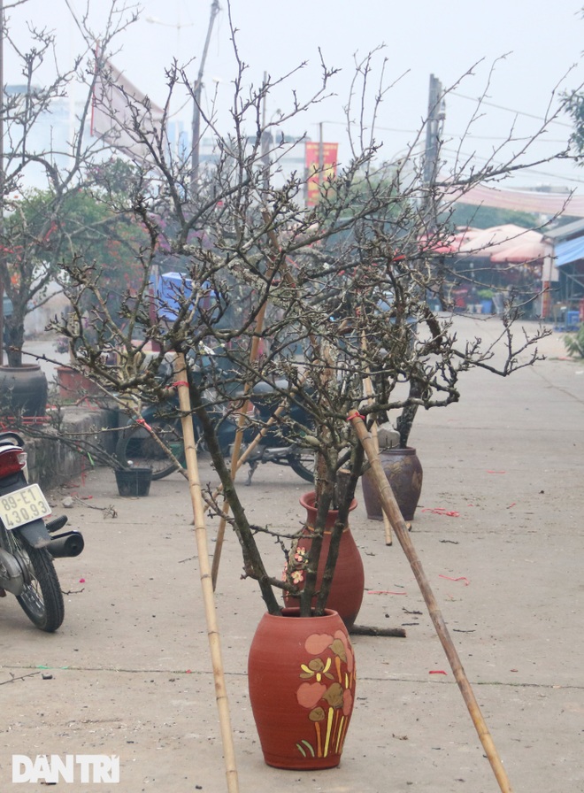 Đào, lê, mận rừng xuống núi phục vụ người dân Thủ đô chơi Tết sớm - 3 Đào, lê, mận rừng xuống núi phục vụ người dân Thủ đô chơi Tết sớm - 3