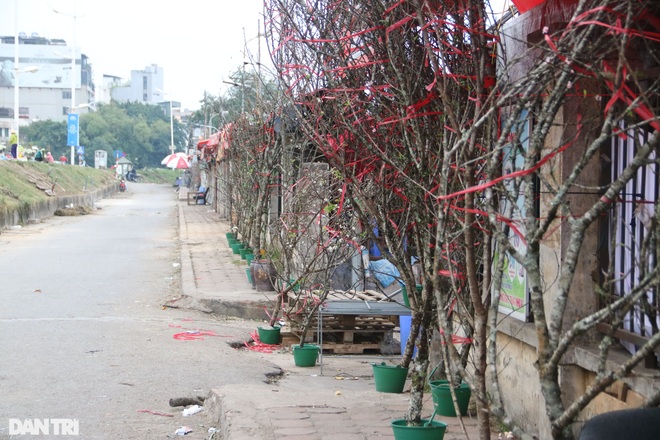 Đào, lê, mận rừng xuống núi phục vụ người dân Thủ đô chơi Tết sớm - 8 Đào, lê, mận rừng xuống núi phục vụ người dân Thủ đô chơi Tết sớm - 8