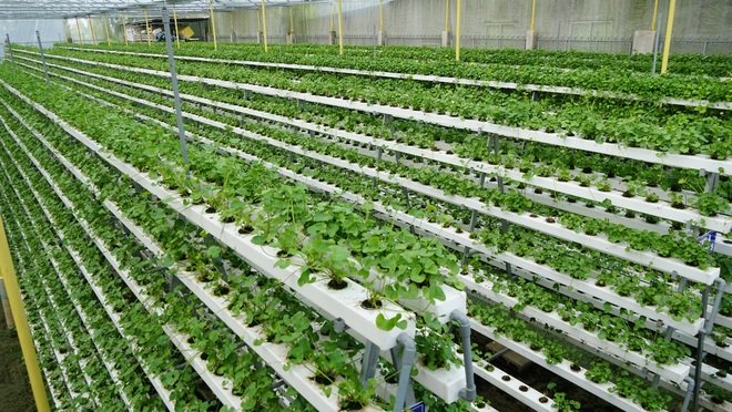 Bỏ 1,5 tỷ đồng trồng loại rau Bỏ 1,5 tỷ đồng trồng loại rau