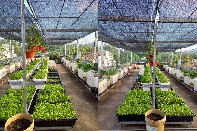 Cặp vợ chồng Thanh Hóa làm vườn trốn dịch, trồng đủ loại rau sạch - 6 Cặp vợ chồng Thanh Hóa làm vườn trốn dịch, trồng đủ loại rau sạch - 6