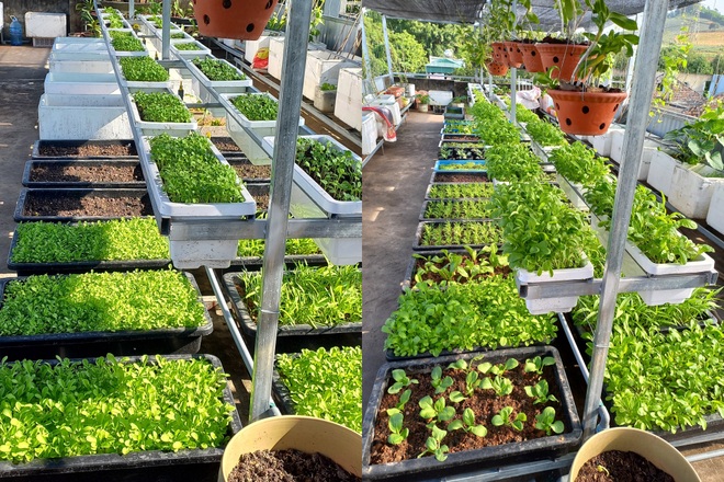 Cặp vợ chồng Thanh Hóa làm vườn trốn dịch, trồng đủ loại rau sạch - 4 Cặp vợ chồng Thanh Hóa làm vườn trốn dịch, trồng đủ loại rau sạch - 4