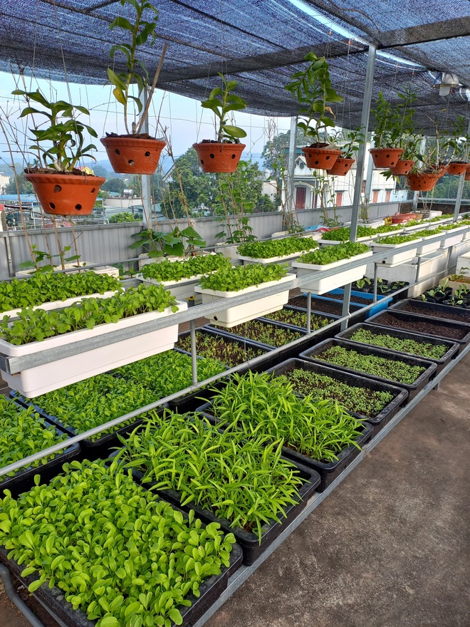 Cặp vợ chồng Thanh Hóa làm vườn trốn dịch, trồng đủ loại rau sạch - 8 Cặp vợ chồng Thanh Hóa làm vườn trốn dịch, trồng đủ loại rau sạch - 8
