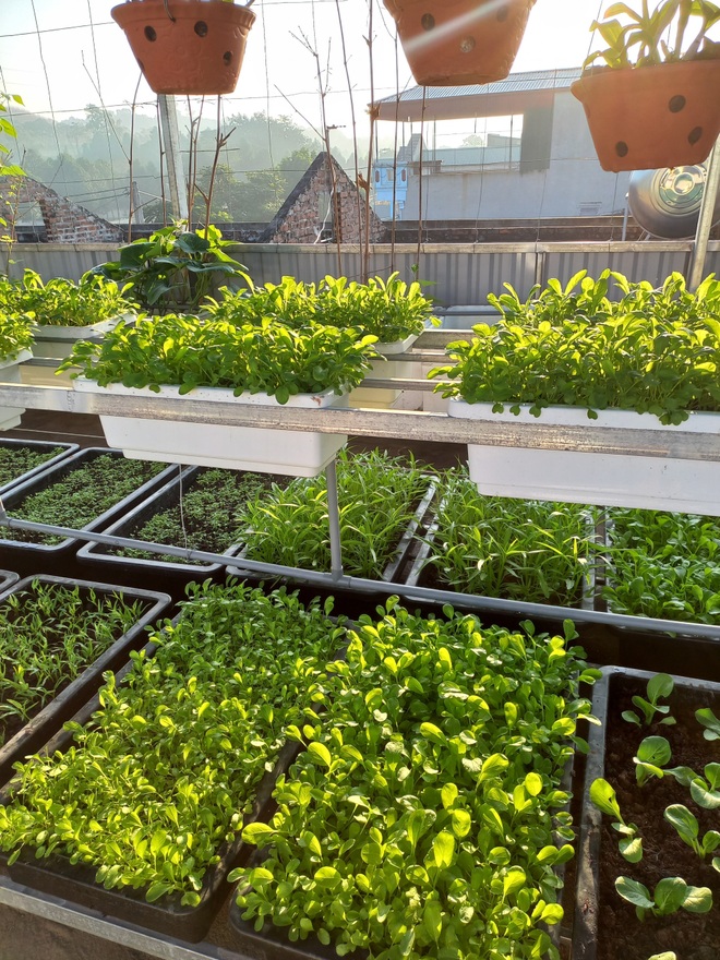Cặp vợ chồng Thanh Hóa làm vườn trốn dịch, trồng đủ loại rau sạch - 11 Cặp vợ chồng Thanh Hóa làm vườn trốn dịch, trồng đủ loại rau sạch - 11