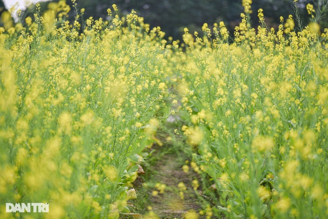 Yellow cabbage blooms in the middle of the city, Hanoians dress up to check-in - 4