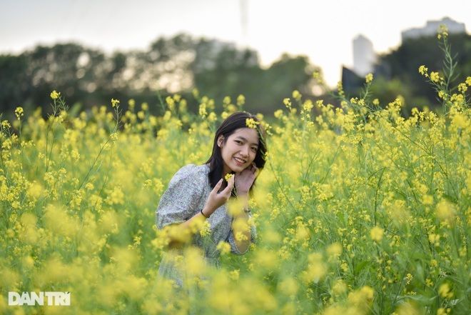 Yellow cabbage blooms in the middle of the city, Hanoians dress up to check-in - 8