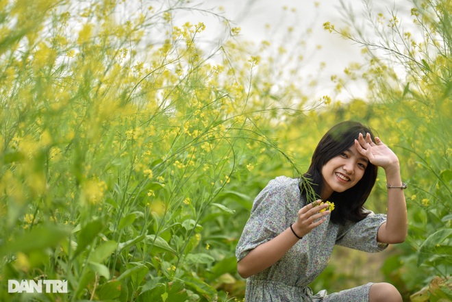 Yellow cabbage blooms in the middle of the city, Hanoi people dress up to check-in - 1