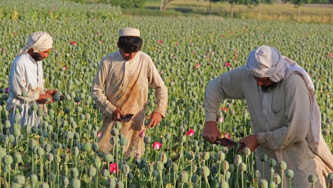 Hậu chiến tranh, nông dân Afghanistan rơi vào bước đường cùng - 1